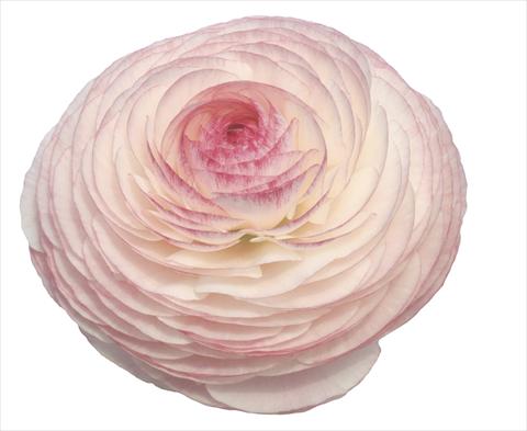 Photo de variété de fleurs à utiliser comme: Fleur coupée Ranunculus asiaticus Elegance® Bianco Sfumato