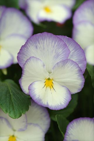 Photo de variété de fleurs à utiliser comme: Plante à massif/ plante de bordure Viola cornuta Blue Moon