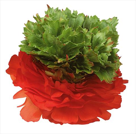 Photo de variété de fleurs à utiliser comme: Fleur coupée Ranunculus asiaticus Success® Camporosso