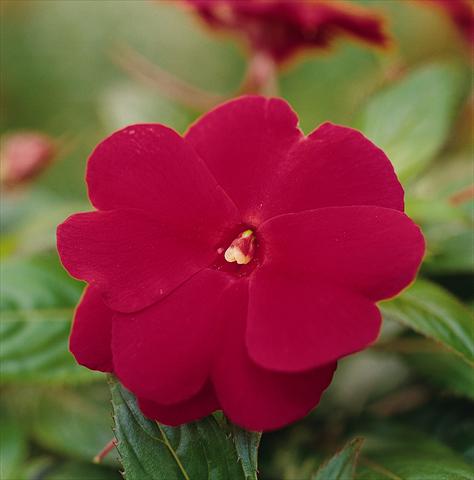 Photo de variété de fleurs à utiliser comme: Pot, Plante à massif, patio, Suspension Impatiens N. Guinea Celebration Cherry Red
