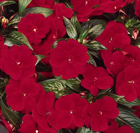 Photo de variété de fleurs à utiliser comme: Pot, Plante à massif, patio, Suspension Impatiens N. Guinea Celebration Deep Red