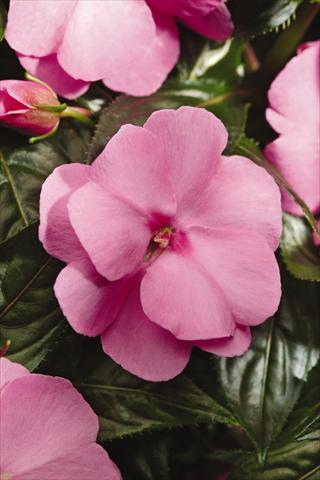 Photo de variété de fleurs à utiliser comme: Pot, Plante à massif, patio, Suspension Impatiens N. Guinea Celebration Pink Imp
