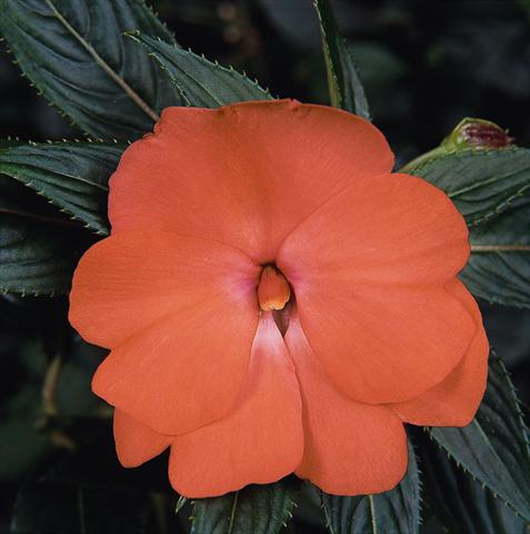 Photo de variété de fleurs à utiliser comme: Pot, Plante à massif, patio, Suspension Impatiens N. Guinea Celebration Tropical Peach