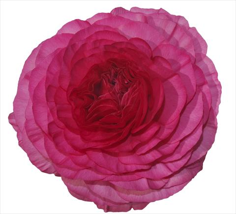 Photo de variété de fleurs à utiliser comme: Fleur coupée Ranunculus asiaticus Elegance® Ciclamino 131-01