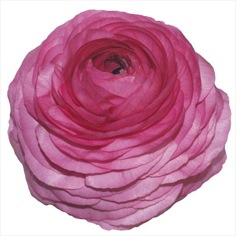 Photo de variété de fleurs à utiliser comme: Pot et Plante à massif Ranunculus asiaticus Elegance® Ciclamino 25-00