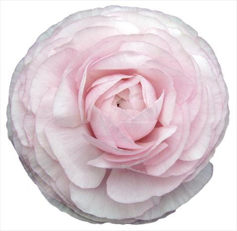 Photo de variété de fleurs à utiliser comme: Fleur coupée Ranunculus asiaticus Elegance® Clair Matin