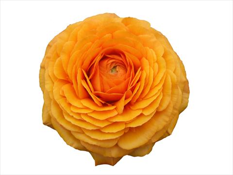 Photo de variété de fleurs à utiliser comme: Fleur coupée Ranunculus asiaticus Elegance® Clementine 131