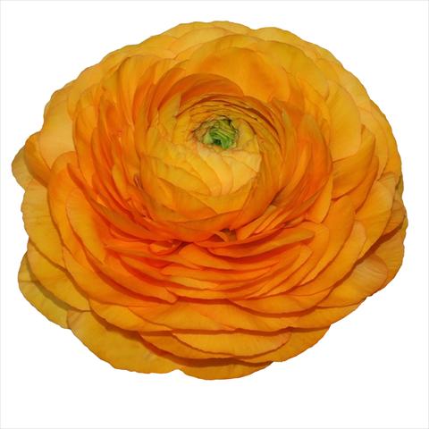 Photo de variété de fleurs à utiliser comme: Fleur coupée Ranunculus asiaticus Elegance® Clementine 04-M