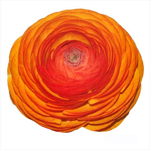 Photo de variété de fleurs à utiliser comme: Fleur coupée Ranunculus asiaticus Elegance® Clementine 115