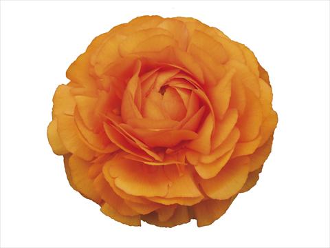 Photo de variété de fleurs à utiliser comme: Fleur coupée Ranunculus asiaticus Elegance® Clementine 72-02
