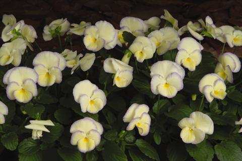 Photo de variété de fleurs à utiliser comme: Pot, Plante à massif, patio, Suspension Viola hybrida Etain
