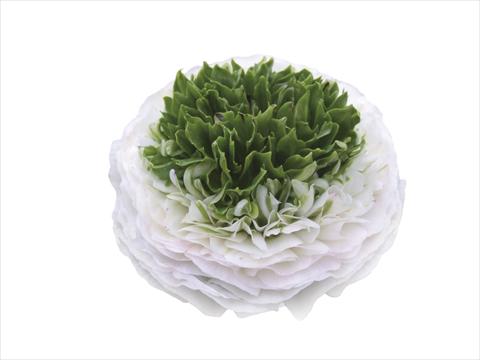 Photo de variété de fleurs à utiliser comme: Fleur coupée Ranunculus asiaticus Elegance® Festival® Bianco