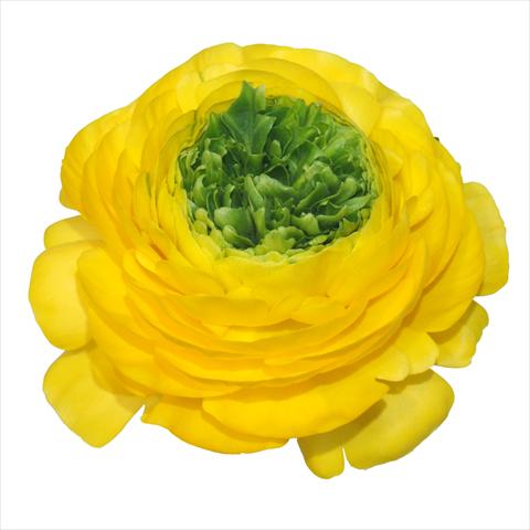 photo of flower to be used as: Cutflower Ranunculus asiaticus Elegance® Festival® Giallo centro verde