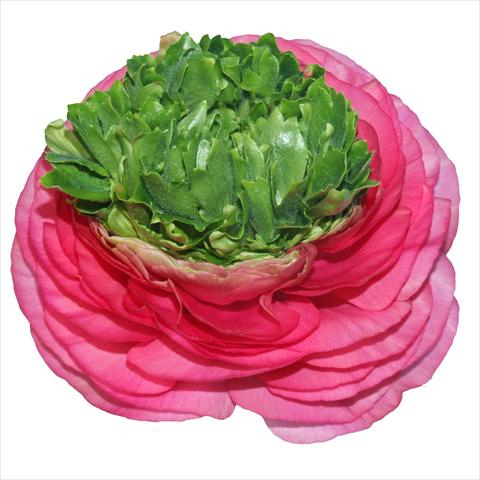 Photo de variété de fleurs à utiliser comme: Fleur coupée Ranunculus asiaticus Elegance® Festival® Rosa Scuro