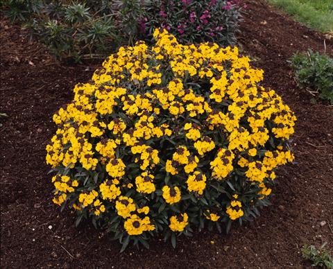 Photo de variété de fleurs à utiliser comme: Plante à massif/ plante de bordure Erysimum Fragrant Sunshine