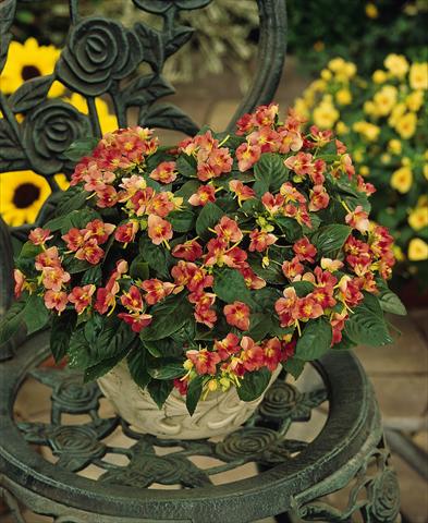 Photo de variété de fleurs à utiliser comme: Pot, Plante à massif, patio, Suspension Impatiens exotic Fusion Heat