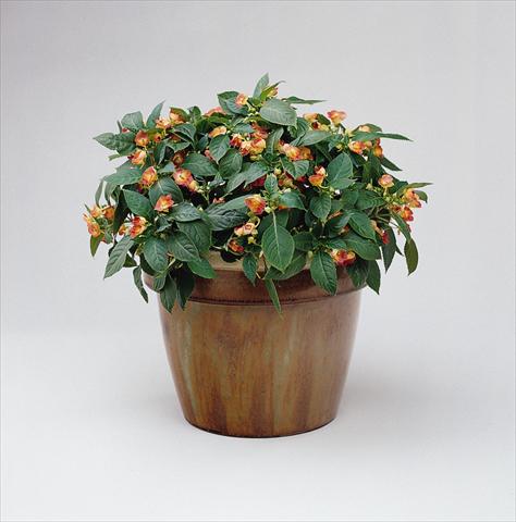 Photo de variété de fleurs à utiliser comme: Pot, Plante à massif, patio, Suspension Impatiens exotic Fusion Infrared