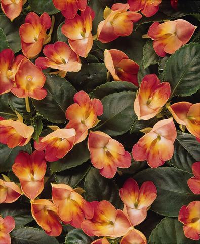 Photo de variété de fleurs à utiliser comme: Pot, Plante à massif, patio, Suspension Impatiens exotic Fusion Infrared Exotic Impatiens