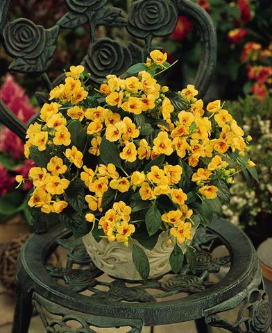 Photo de variété de fleurs à utiliser comme: Pot, Plante à massif, patio, Suspension Impatiens exotic Fusion Sunset