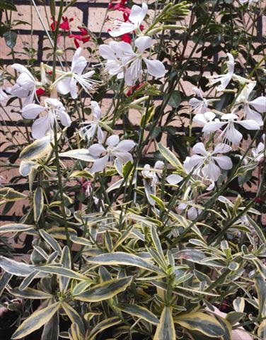 Photo de variété de fleurs à utiliser comme: Plante à massif/ plante de bordure Gaura lindheimeri Corries Gold