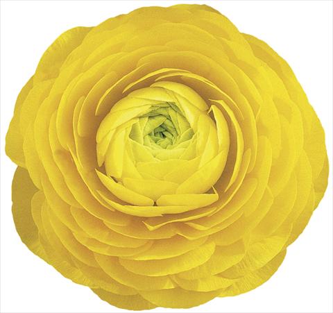 Photo de variété de fleurs à utiliser comme: Fleur coupée Ranunculus asiaticus Elegance® Giallo 99-1