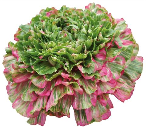 Photo de variété de fleurs à utiliser comme: Fleur coupée Ranunculus asiaticus Success® Grimaldi
