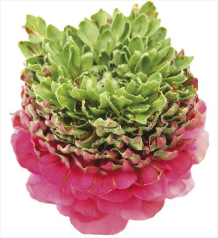 Photo de variété de fleurs à utiliser comme: Fleur coupée Ranunculus asiaticus Success® Hanbury