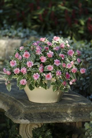 Photo de variété de fleurs à utiliser comme: Pot, Plante à massif, patio, Suspension Impatiens walleriana Fiesta Pink Frost