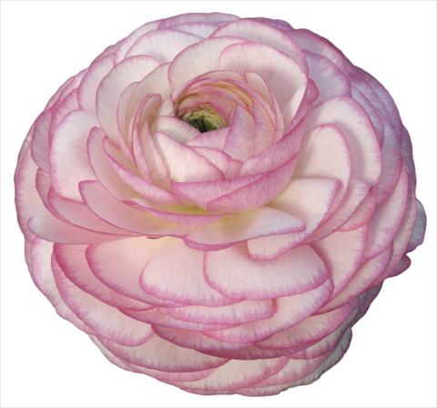 Photo de variété de fleurs à utiliser comme: Fleur coupée Ranunculus asiaticus Success® Ken
