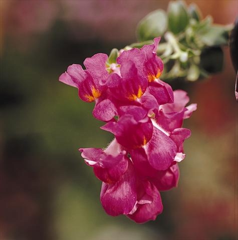 Photo de variété de fleurs à utiliser comme: Suspension / pot Antirrhinum majus Luminaire Deep Purple