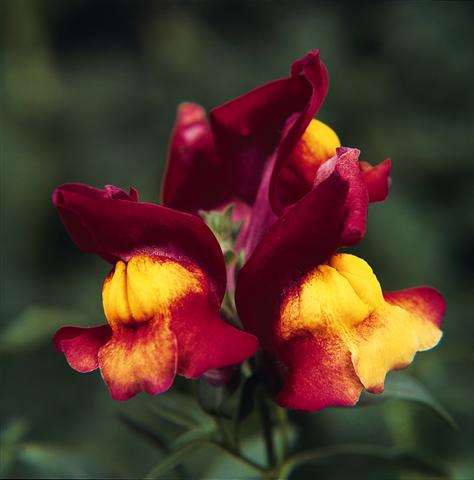 Photo de variété de fleurs à utiliser comme: Suspension / pot Antirrhinum majus Luminaire Harvest Red