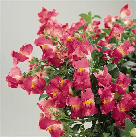 Photo de variété de fleurs à utiliser comme: Suspension / pot Antirrhinum majus Luminaire Hot Pink