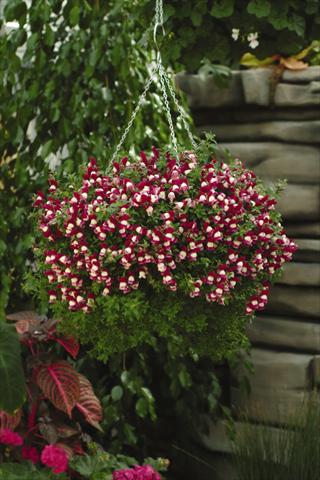 Photo de variété de fleurs à utiliser comme: Suspension / pot Antirrhinum majus Luminaire Sugarplum