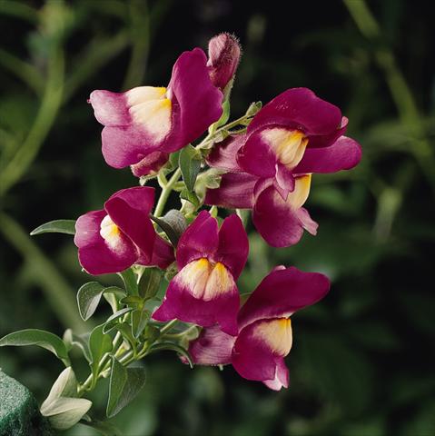 Photo de variété de fleurs à utiliser comme: Suspension / pot Antirrhinum majus Luminaire Sugarplum