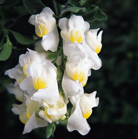 Photo de variété de fleurs à utiliser comme: Suspension / pot Antirrhinum majus Luminaire White