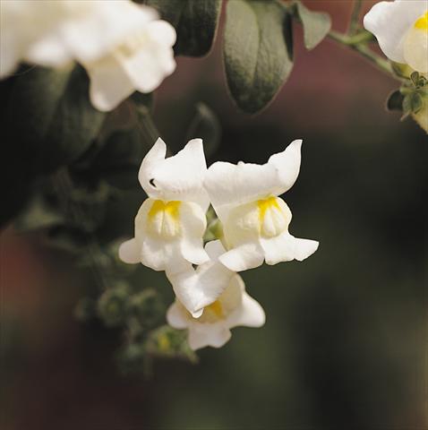Photo de variété de fleurs à utiliser comme: Suspension / pot Antirrhinum majus Luminaire White