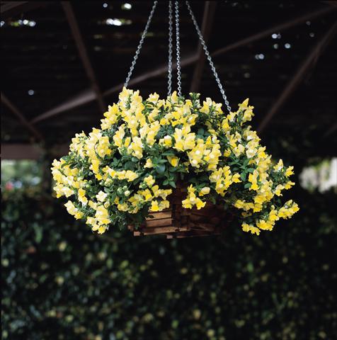Photo de variété de fleurs à utiliser comme: Suspension / pot Antirrhinum majus Luminaire Yellow