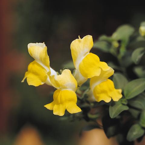 Photo de variété de fleurs à utiliser comme: Suspension / pot Antirrhinum majus Luminaire Yellow