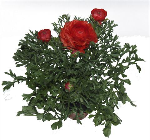 Photo de variété de fleurs à utiliser comme: Pot, Plante à massif, patio Ranunculus asiaticus Millepetali® Rosso