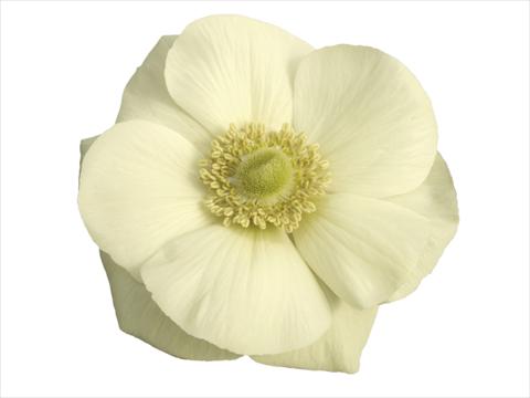 Photo de variété de fleurs à utiliser comme: Pot et Plante à massif Anemone coronaria L. Mistral Plus® Bianco