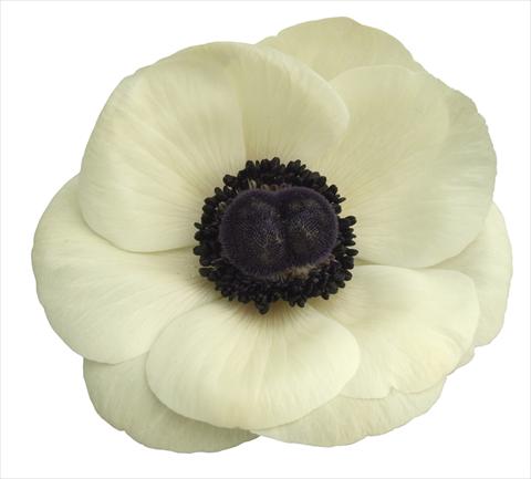 Photo de variété de fleurs à utiliser comme: Pot et Plante à massif Anemone coronaria L. Mistral Plus® Bianco centro nero