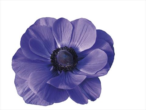 Photo de variété de fleurs à utiliser comme: Pot et Plante à massif Anemone coronaria L. Mistral Plus® Blu