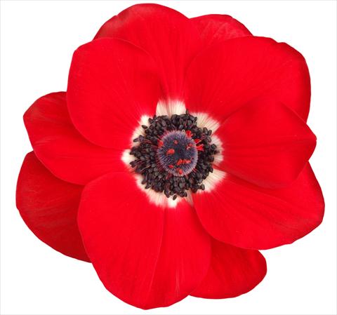 Photo de variété de fleurs à utiliser comme: Fleur coupée Anemone coronaria L. Mistral Plus® Rosso