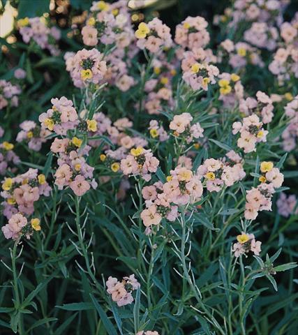 Photo de variété de fleurs à utiliser comme: Plante à massif/ plante de bordure Erysimum Pastel Patchwork