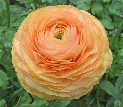 Photo de variété de fleurs à utiliser comme: Fleur coupée Ranunculus asiaticus Elegance® Pesca