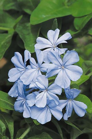 Photo de variété de fleurs à utiliser comme: Plante à massif/ plante de bordure Plumbago auriculata Escapade Blue