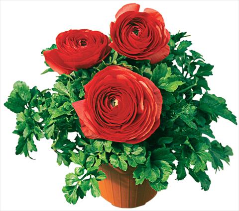 Photo de variété de fleurs à utiliser comme: Pot, Plante à massif, patio Ranunculus asiaticus Pratolino® Rosso