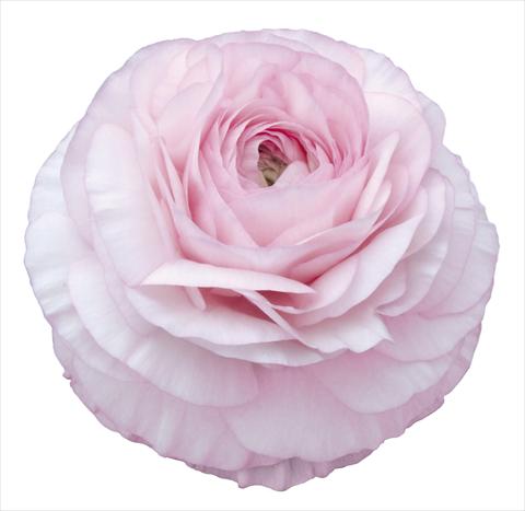 Photo de variété de fleurs à utiliser comme: Fleur coupée Ranunculus asiaticus Elegance® Rosa Chiaro 129-03
