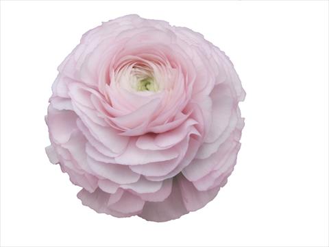 Photo de variété de fleurs à utiliser comme: Fleur coupée Ranunculus asiaticus Elegance® Rosa Chiaro 81-99
