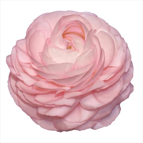 Photo de variété de fleurs à utiliser comme: Fleur coupée Ranunculus asiaticus Elegance® Rosa Chiaro 87